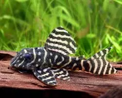 L333 White King Tiger