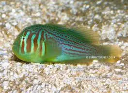 red and green clown goby