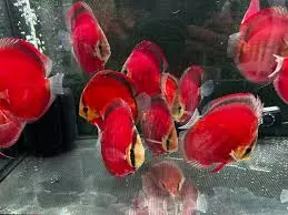 Super Red Discus