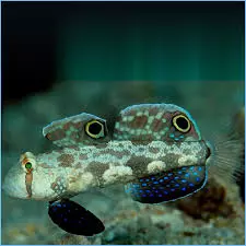 two spot goby