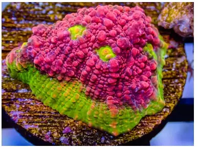 Watermelon Chalice Frag