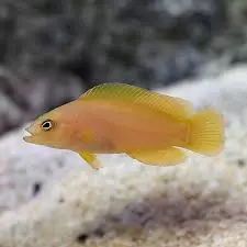 yellow dusky dottyback