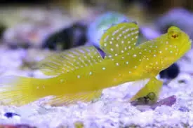 yellow watchman goby