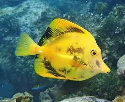 Aberrant Scopas tang