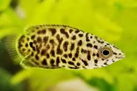 African Spotted Leaf Fish