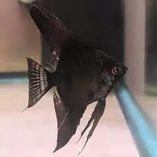 Black Angelfish
