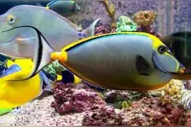 Blonde Naso SHOW Male with streamers