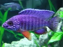 blue peacock cichlid