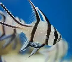 Captive Bred Banggai Cardinals