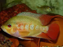 Cichlid Lyons