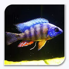 Cichlid Taiwan Reef