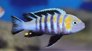 Cynotilapia zebroides