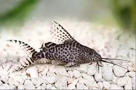 Feather Fin Synodontis