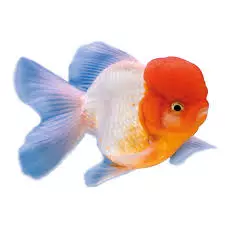 lion head goldfish