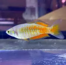 parkinsoni rainbow fish