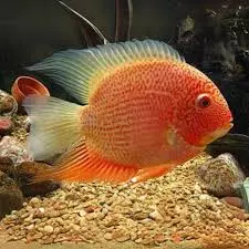 Red Spot Severum