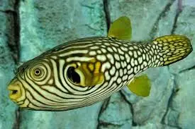 Reticulated Puffer