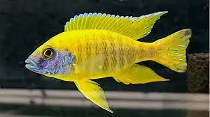 yellow peacock cichlid
