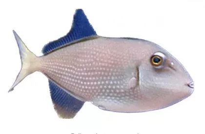 Blue Throat Trgigger Female