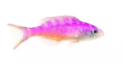 Creole Wrasse-juv
