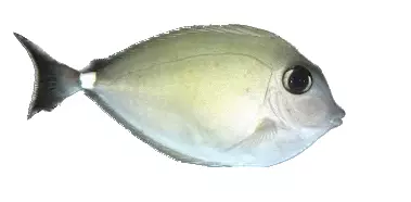 humpback unicorn fish