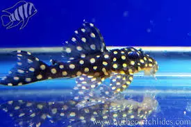 L201M Snowball Pleco