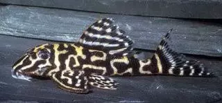 L340 Mega Clown Pleco