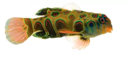 Mandarin - Psychedelic