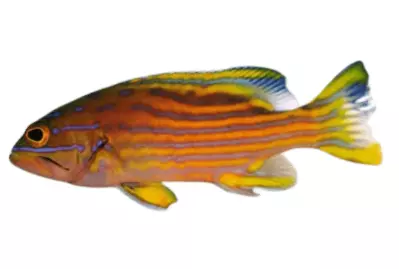 polleni grouper