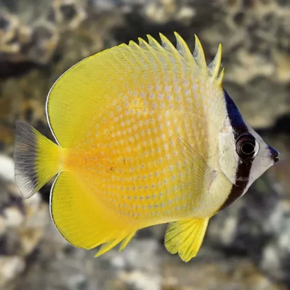 sunburst_Butterflyfish