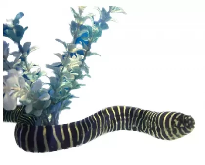 zebra moray eel -lrg