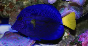 purple tang