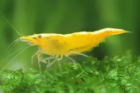 Yellow Cherry Shrimp