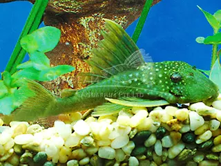 17040-L200-Lemon-Green-Pleco