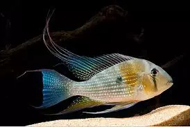 acarichthys heckelii