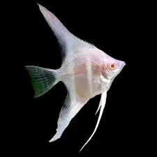 albino snow white angelfish