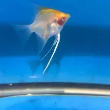 Albino sunset Koi angelFish