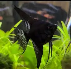 black lace angelfish
