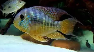 geophagus balzani