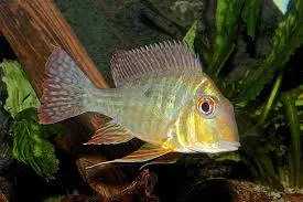 geophagus caqueta