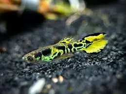 green tiger guppy