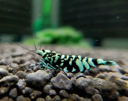 Black Galaxy Tiger Shrimp (3)