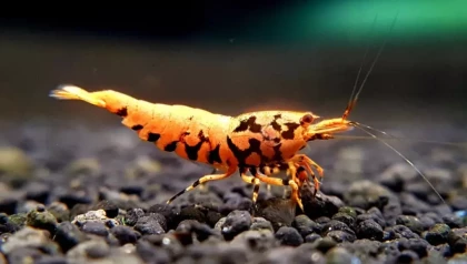 Metallic Orange Boa shrimp(3)