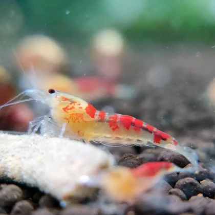golden dragon shrimp (3)