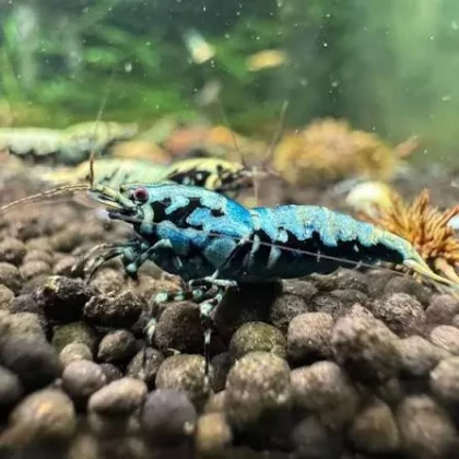 Metallic Blue boa Shrimp (3)