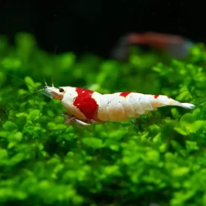 Pure Redline Crystal Shrimp(6)