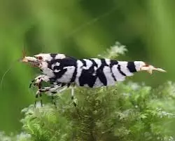 Black Fancy Tiger Shrimp(6)