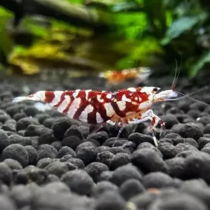 Red Fancy Tiger Shrimp(6)