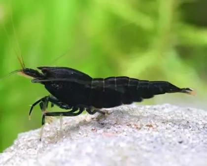 Extreme Black King Kong shrimp(6)