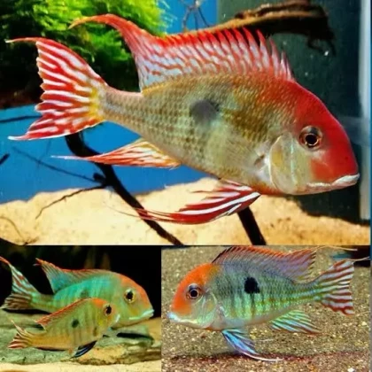 Geophagus Red Head Tapajos(3)